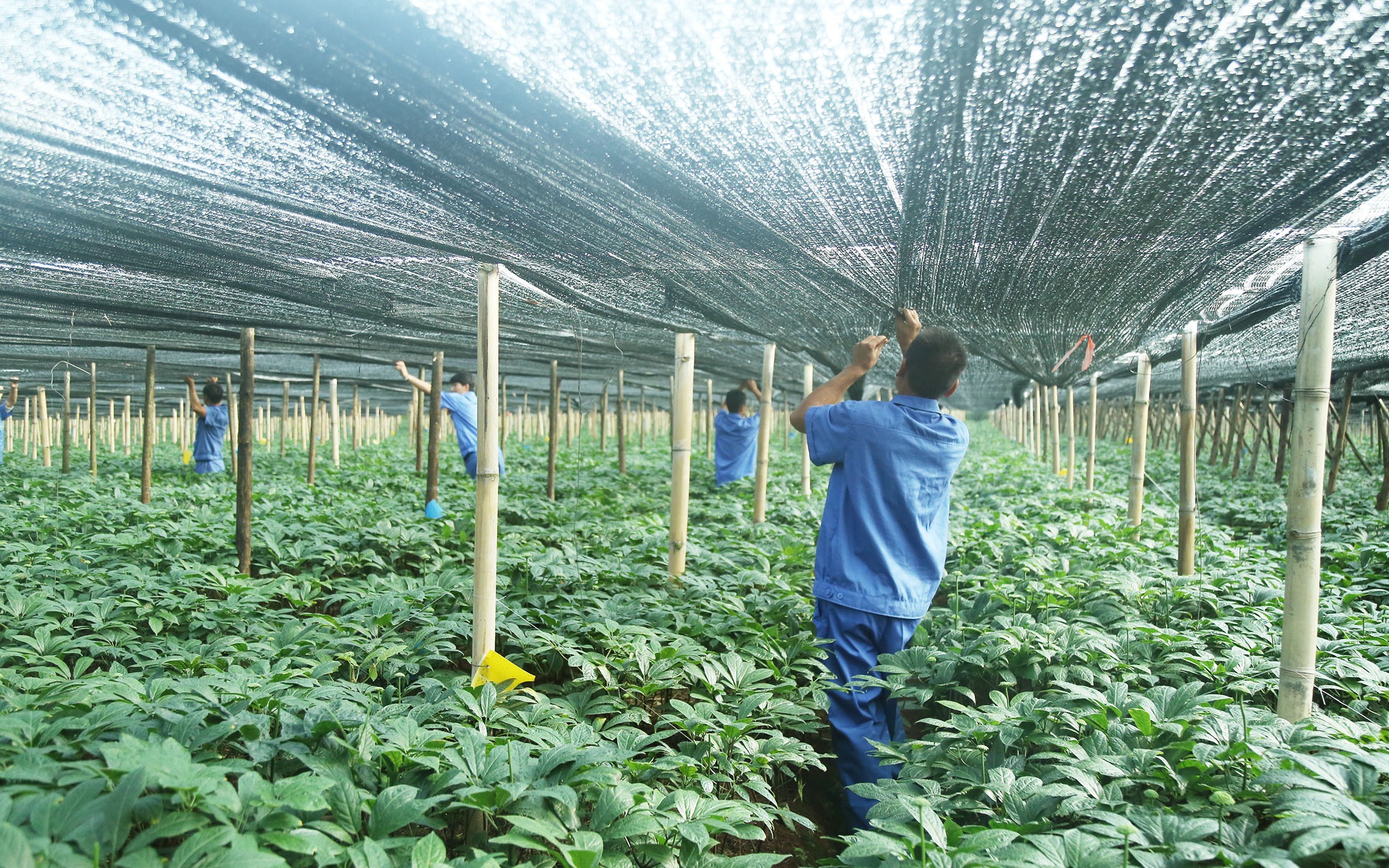 三七遮陽網(wǎng)及搭建技術