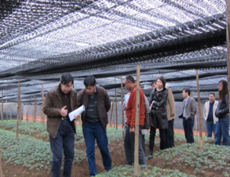 “云南白藥-苗鄉(xiāng)三七”合作的三七訂制農(nóng)場(chǎng)通過(guò)國(guó)家GAP認(rèn)證