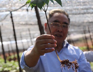 三七是做的最大、研究最好最深的中藥大品種