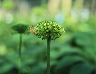 必看！你適合吃三七嗎？