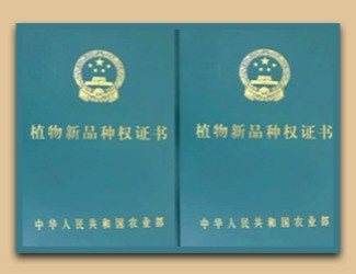 國家給三七頒發(fā)了這個證書，歷史首次！