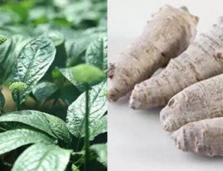 如何挑選道地的三七，買三七需要注意的四點事項