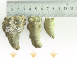 三七頭數(shù)與藥效的關聯(lián)，只看頭數(shù)并不正確