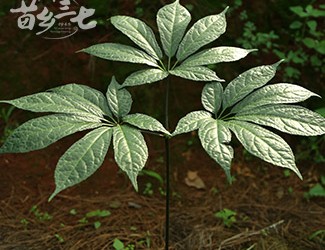 三七與土三七的區(qū)別，土三七含有毒性