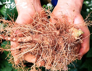 鮮三七和干三七哪個(gè)效果好，二者區(qū)別對(duì)比