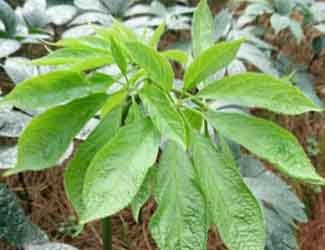 跟隨夢(mèng)想去生長(zhǎng)——夢(mèng)七