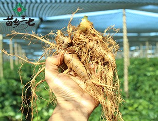 三七的功效與作用講解，從三七在血液系統(tǒng)的應用分析