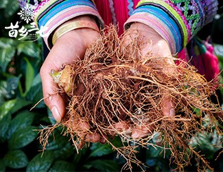 三七補(bǔ)虛強(qiáng)壯，保護(hù)心血管