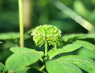 三七可樂，三七醋，三七雪茄煙？——那些新奇的三七產(chǎn)品