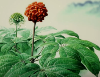 為什么說三七是“十全十美”的植物？