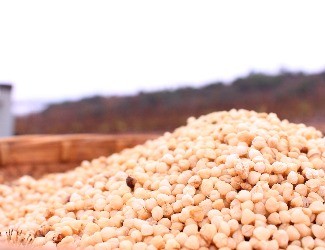 三七的一生——選種、選地（一）