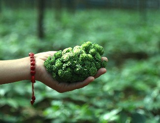 三七圖片大全：三七的一生——采花，采籽（四）