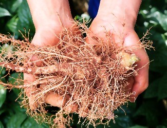 三七圖片大全/三七的一生——采挖、初/精加工（五）