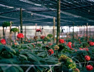 重磅炸彈！三七行業(yè)重大政策調(diào)整今年6月1日起開始實施！