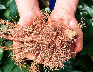 氣短乏力，胸悶心悸就喝——三七健心復(fù)脈酒