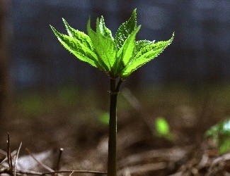 歷史上導(dǎo)致三七價(jià)格暴跌的罪魁禍?zhǔn)椎降资钦l(shuí)？（一）