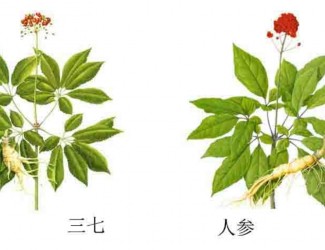 三七人參功效區(qū)別，“北參南七”說法的由來