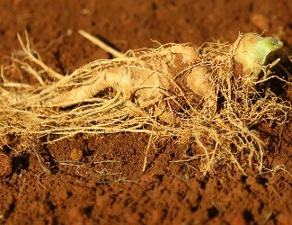 趣味問(wèn)答識(shí)三七（上篇）