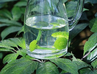 三七怎么吃——三七花雪碧飲，夏日里的一杯“怡紅快綠”