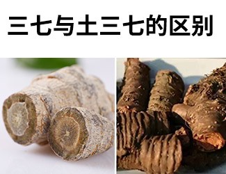 揭秘土三七和三七的差異性，警惕吃錯(cuò)易導(dǎo)致肝臟衰竭