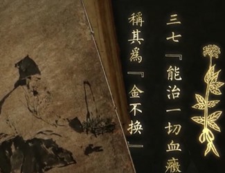 李時珍《本草綱目》中文山三七的功效及應用