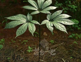 人有九種性格，三七粉有寒熱之分嗎？