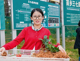 苗鄉(xiāng)三七良種喜獲豐收?。?！