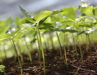 種三七竟然這么多講究！