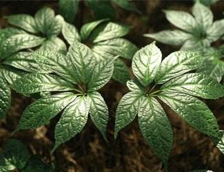 為什么立春后要吃三七？春季養(yǎng)肝的秘密在這里